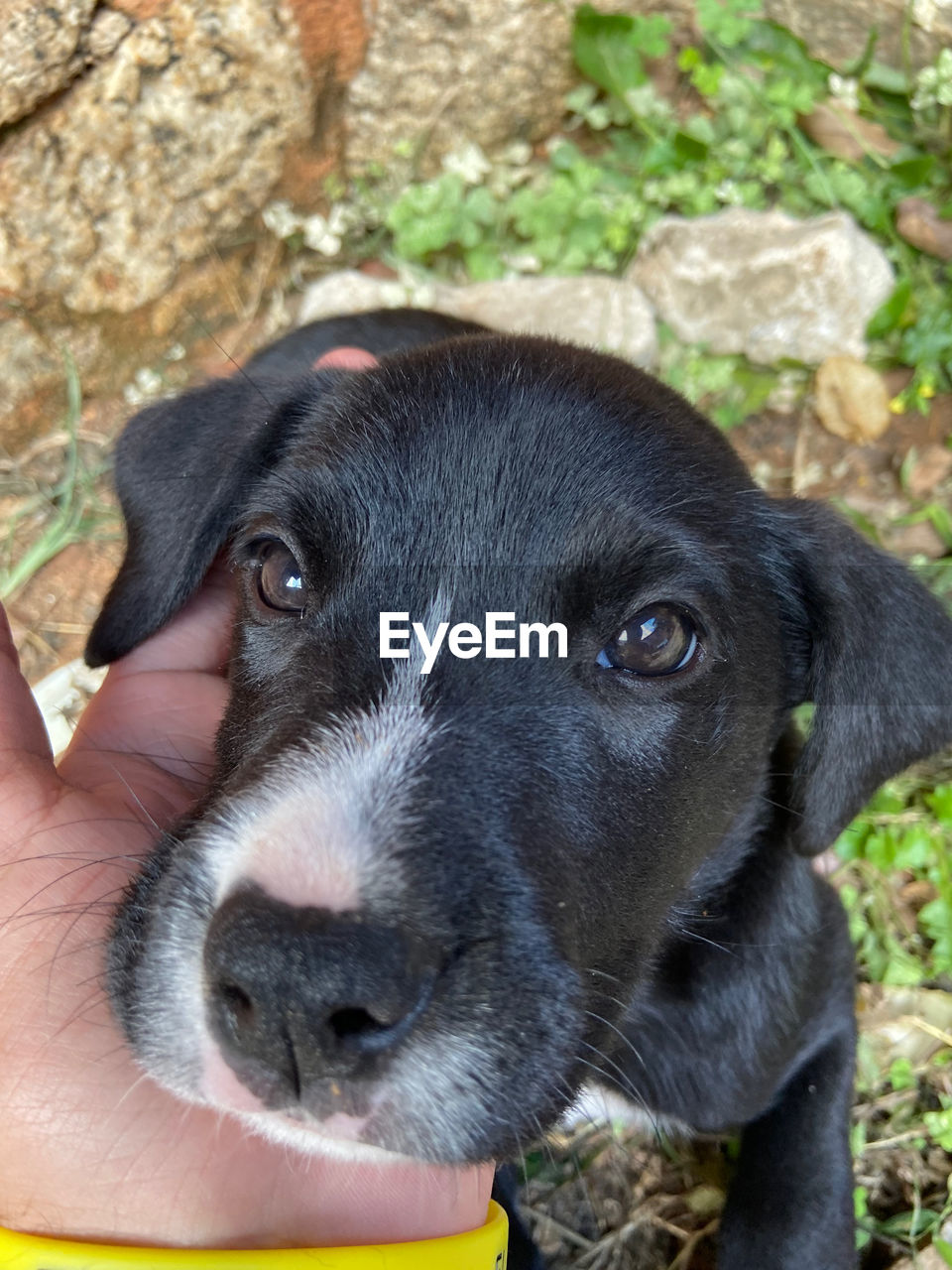 Close-up portrait of dog