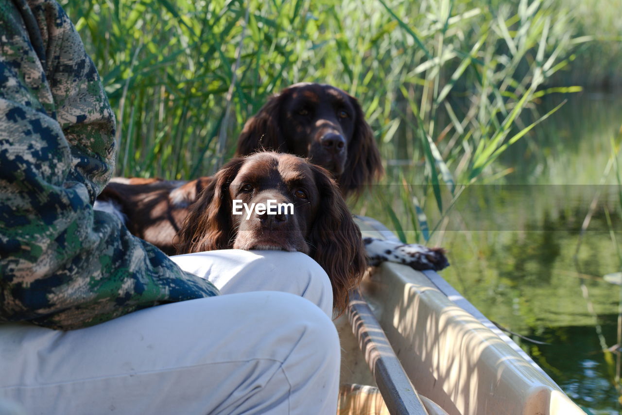 Portrait of dog relaxing on boat 