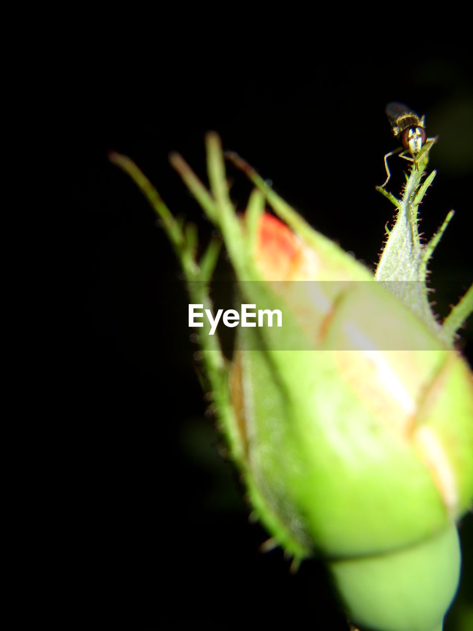 CLOSE-UP OF INSECT ON LEAF AT NIGHT