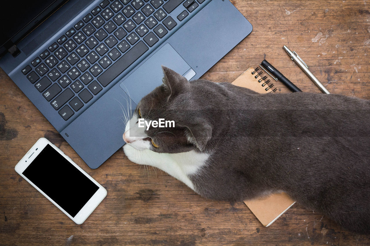 HIGH ANGLE VIEW OF CAT AND LAPTOP ON TABLE