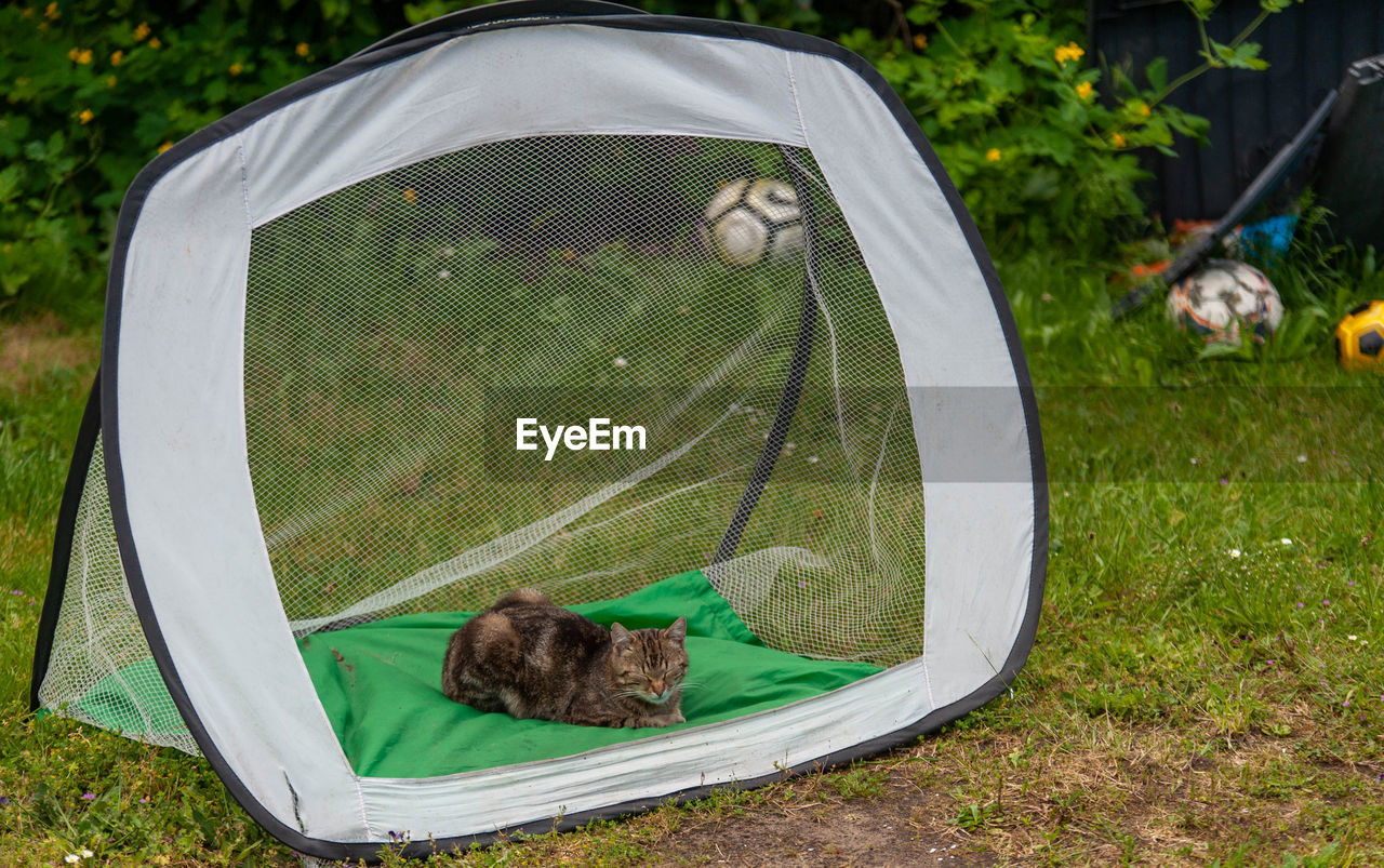 Cat resting in a soccer goal