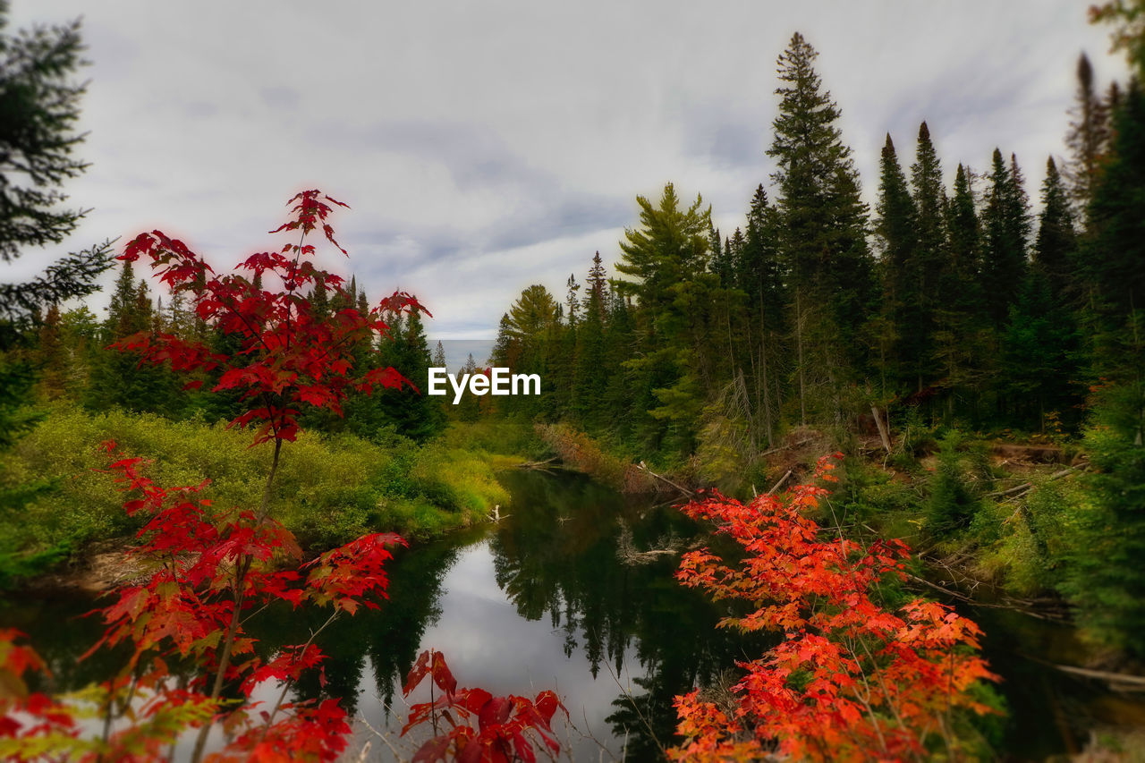 SCENIC VIEW OF AUTUMN TREES BY WATER AGAINST SKY