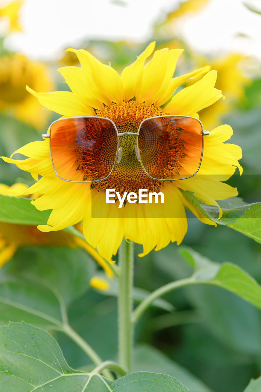 plant, flower, flowering plant, sunflower, beauty in nature, yellow, freshness, flower head, nature, growth, petal, close-up, plant part, fragility, leaf, inflorescence, summer, landscape, no people, rural scene, environment, outdoors, focus on foreground, pollen, agriculture, springtime, blossom, land, green, macro, botany, vibrant color, sky, field, animal wildlife