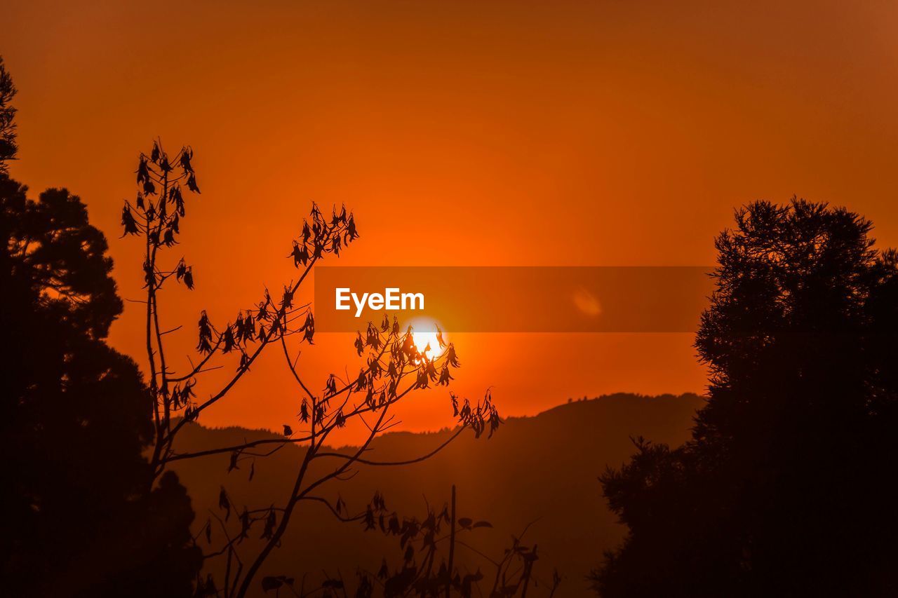 Silhouette trees against orange sky