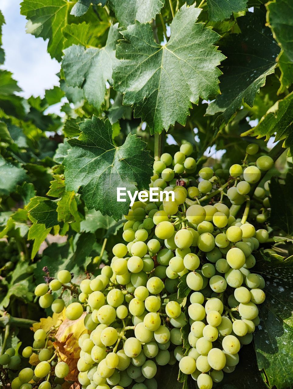 close-up of grapes growing on plant