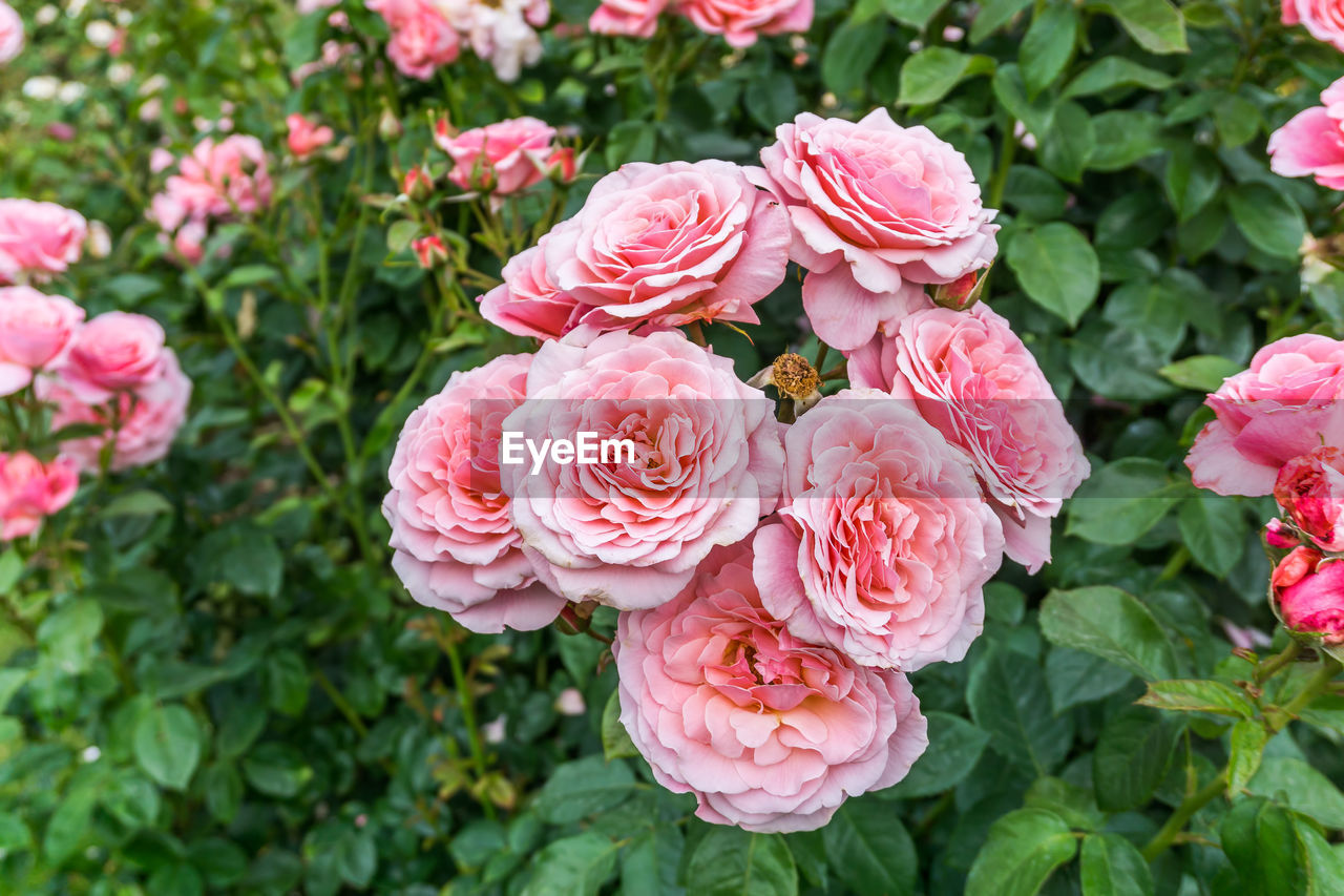 A close-up shot of a cluster of pink roses at point defiance park in tacoma, washington.
