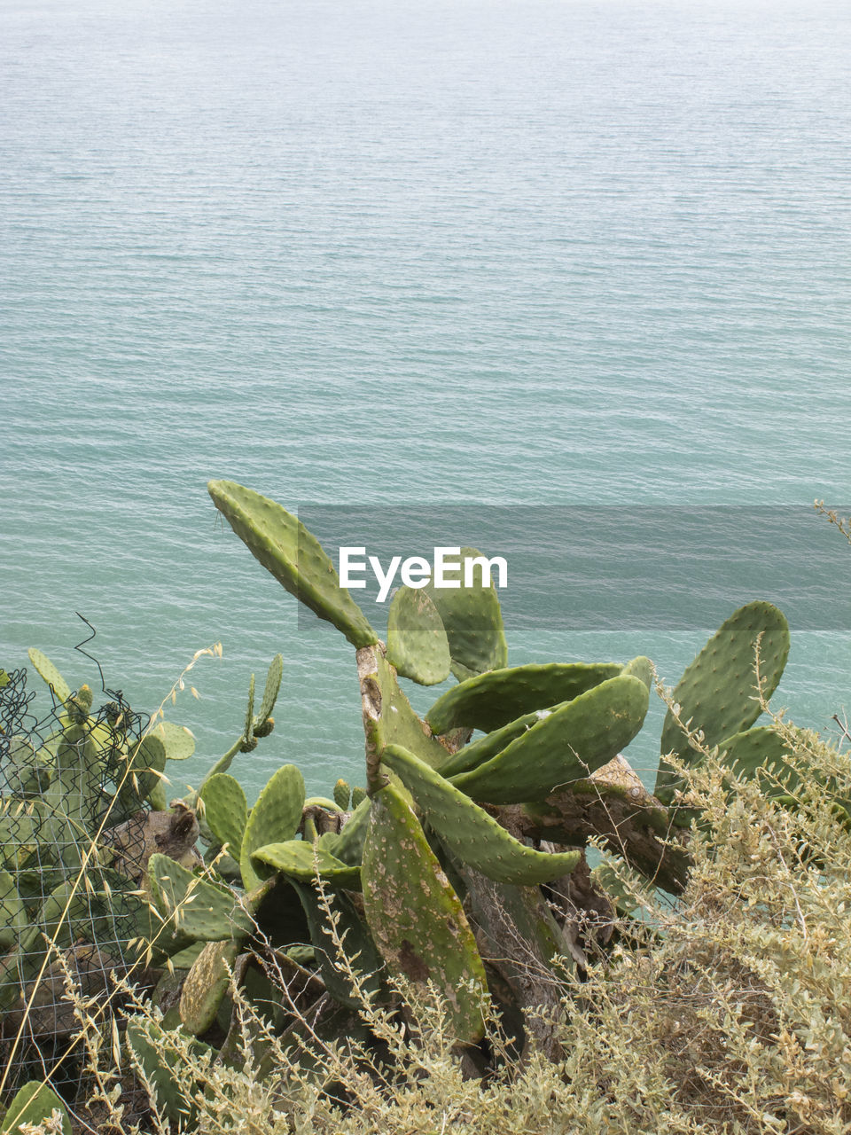 HIGH ANGLE VIEW OF SUCCULENT PLANTS GROWING ON BEACH