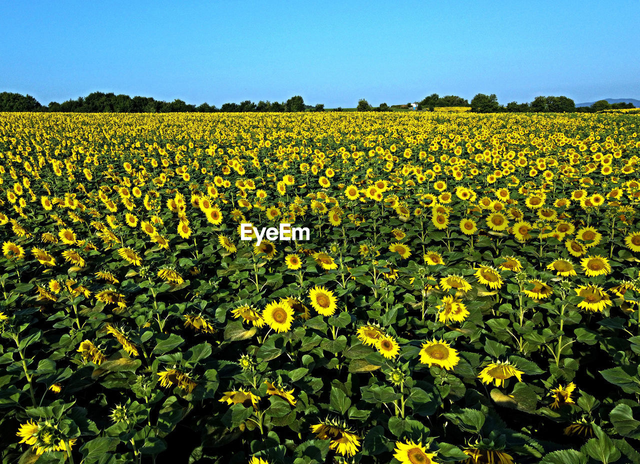 plant, field, landscape, agriculture, flower, growth, beauty in nature, land, sky, freshness, nature, rural scene, flowering plant, environment, crop, yellow, farm, scenics - nature, abundance, no people, clear sky, rapeseed, tranquility, blue, day, sunflower, outdoors, fragility, food, wildflower, springtime, meadow, sunny, food and drink, vegetable, tranquil scene, plain, flower head, sunlight, green, vibrant color, idyllic, prairie, produce