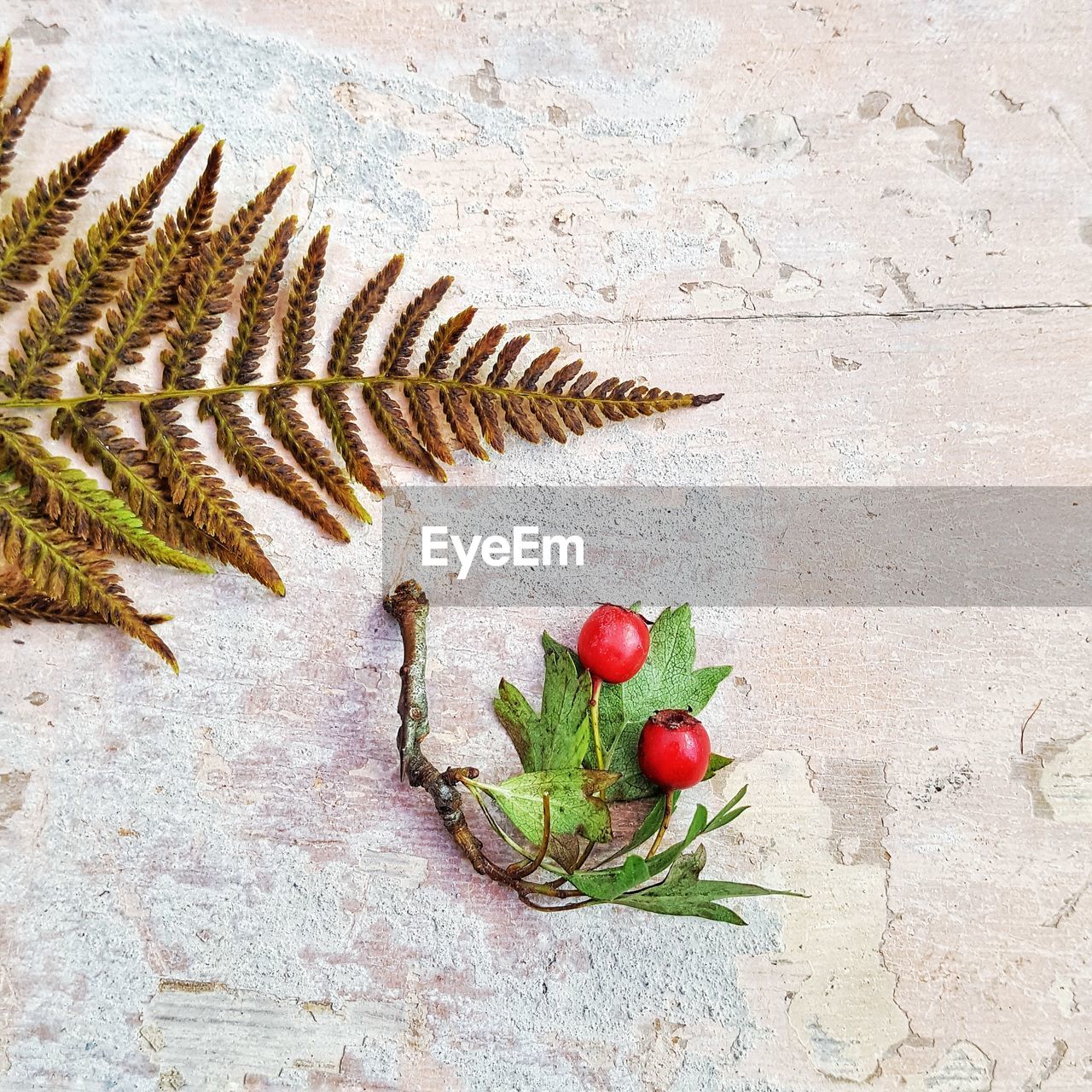 Autumnal fern and berries. overhead view.