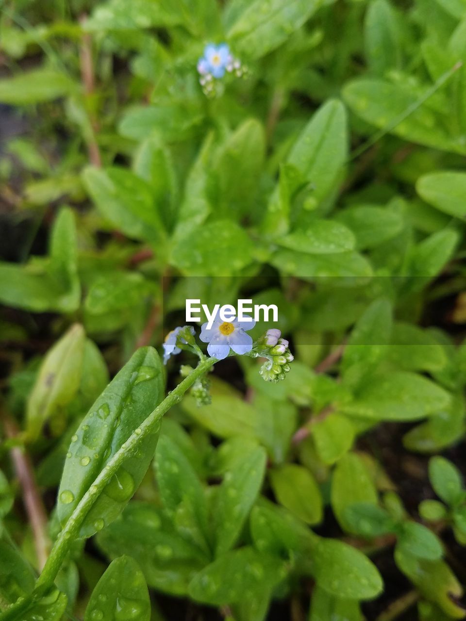 CLOSE-UP OF WHITE FLOWERING PLANTS