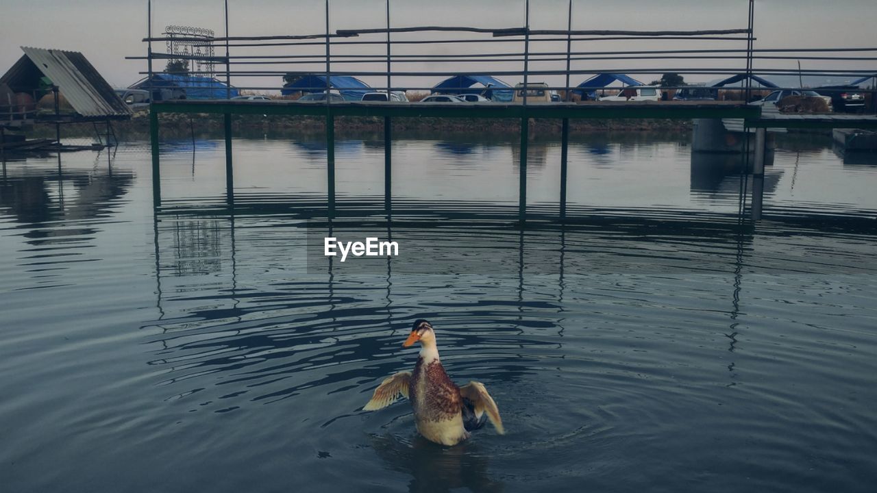 Duck swimming in lake during dusk