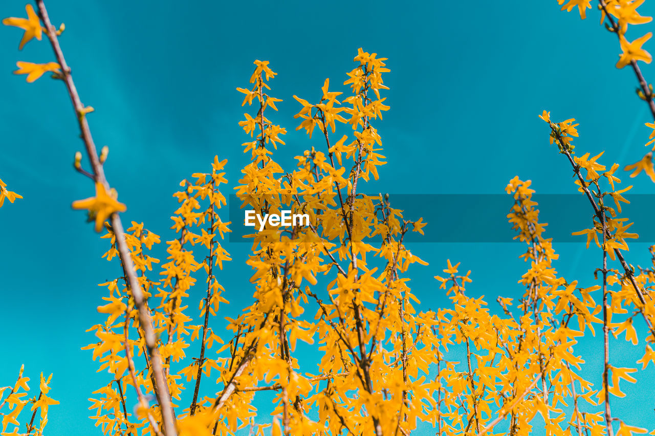 LOW ANGLE VIEW OF YELLOW FLOWERING PLANTS AGAINST BLUE SKY