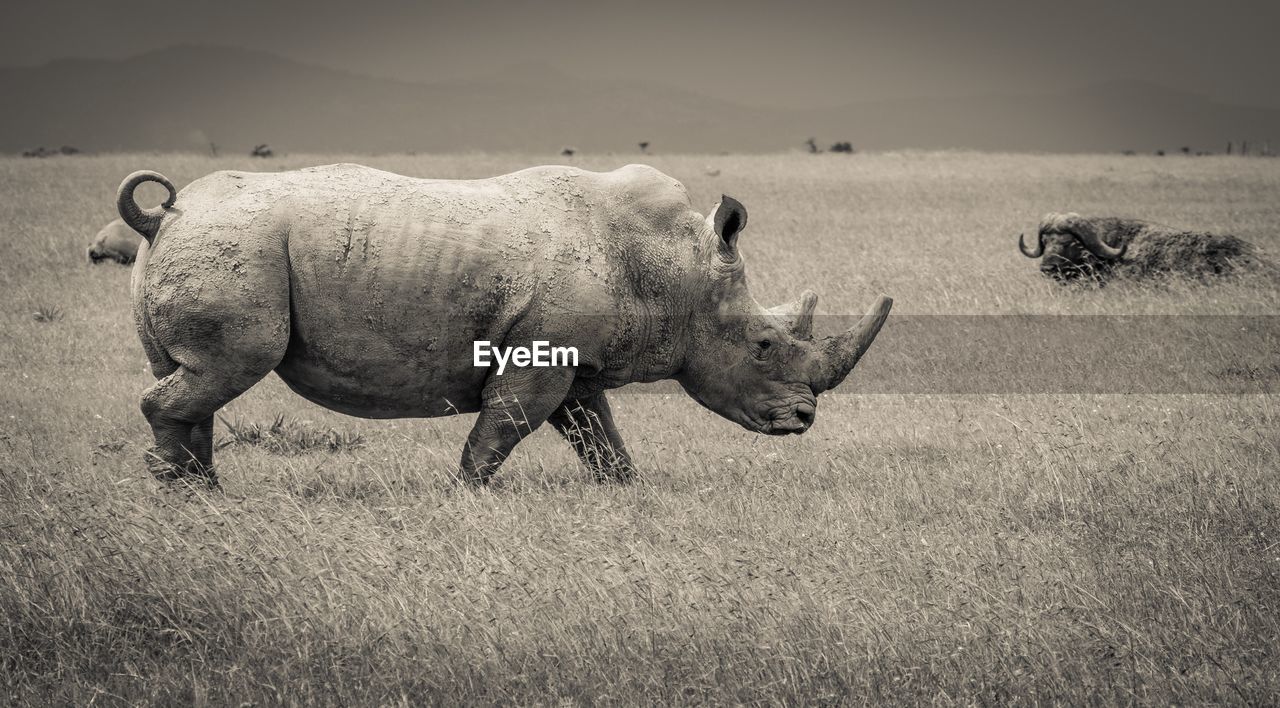 Side view of a southern white rhino walking in the open grasslands