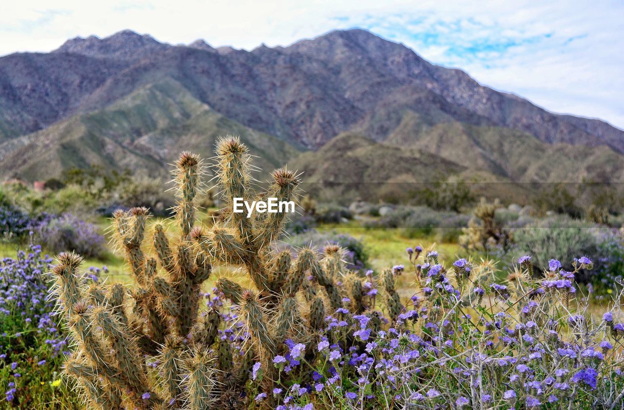 PURPLE FLOWERING PLANTS ON FIELD