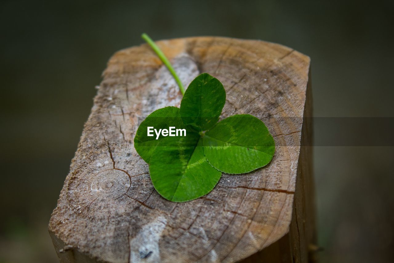 High angle view of leaf on wood