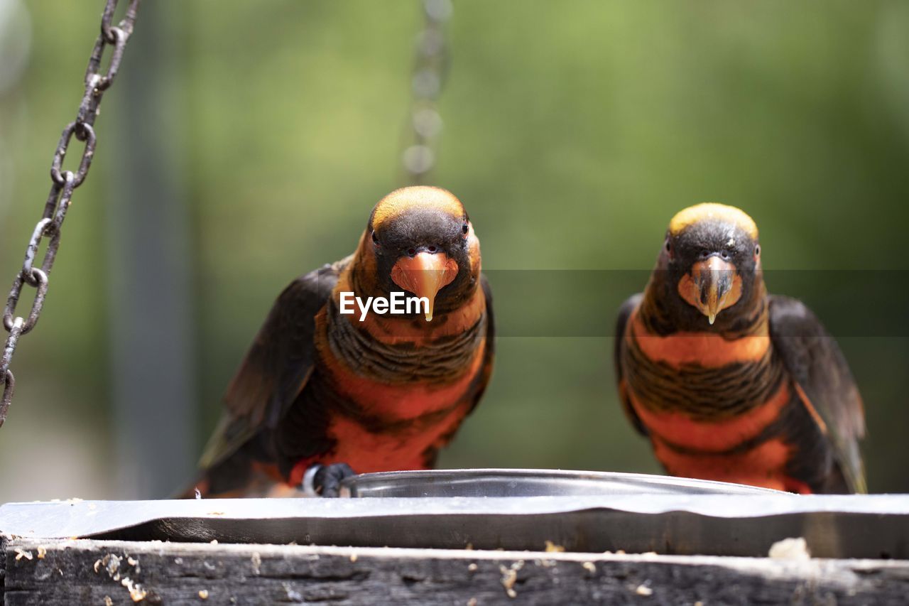 Close-up of birds perching on wood