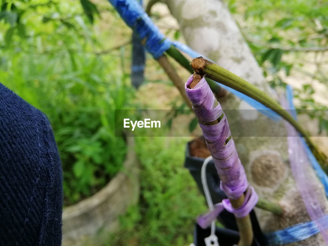 CLOSE-UP OF PURPLE FLOWERS ON TREE