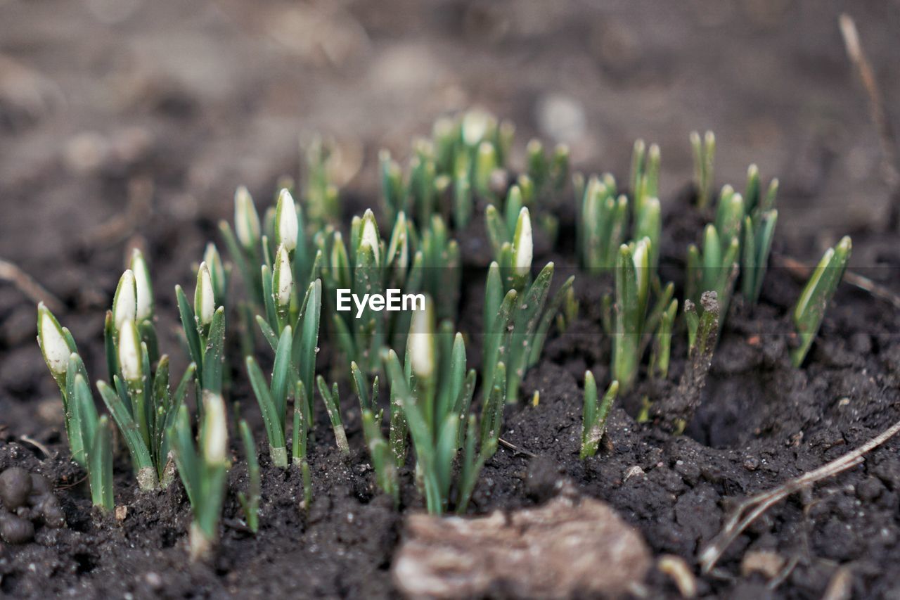 CLOSE-UP OF FRESH GREEN PLANTS