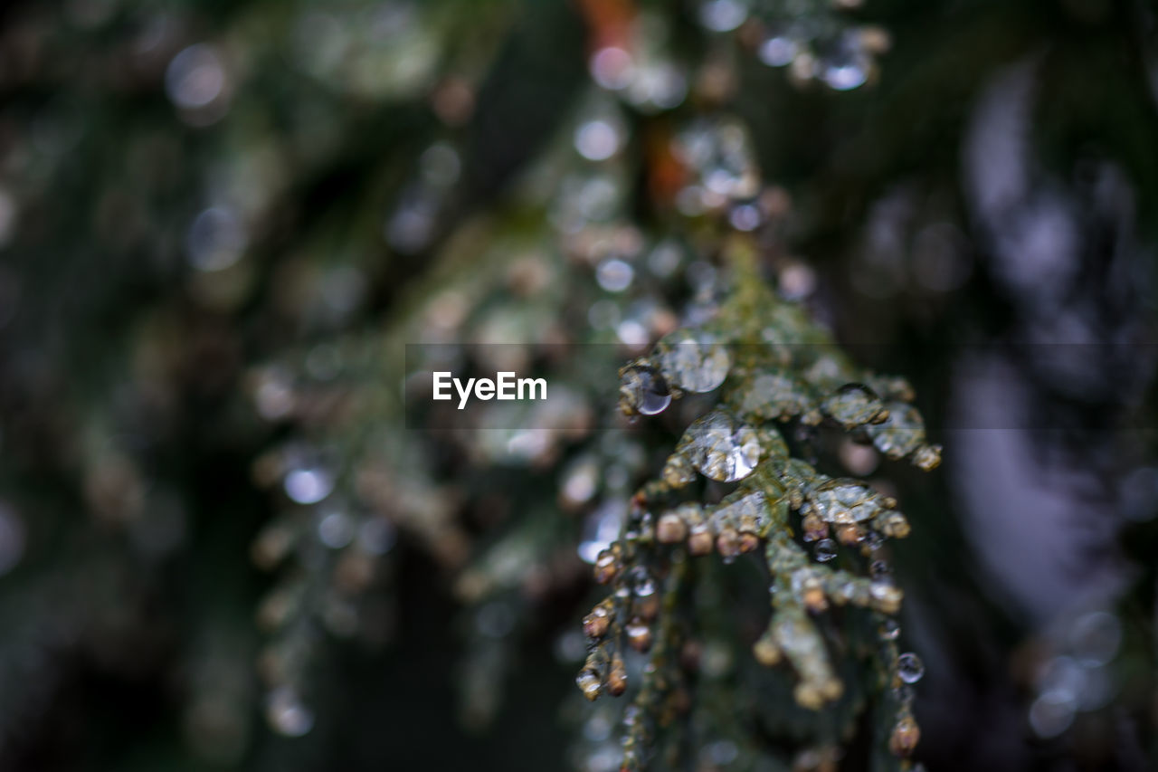 CLOSE-UP OF SNOW ON BRANCH