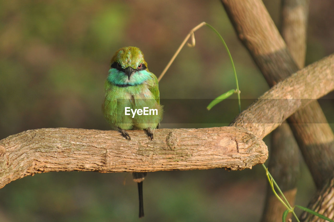 BIRD PERCHING ON BRANCH