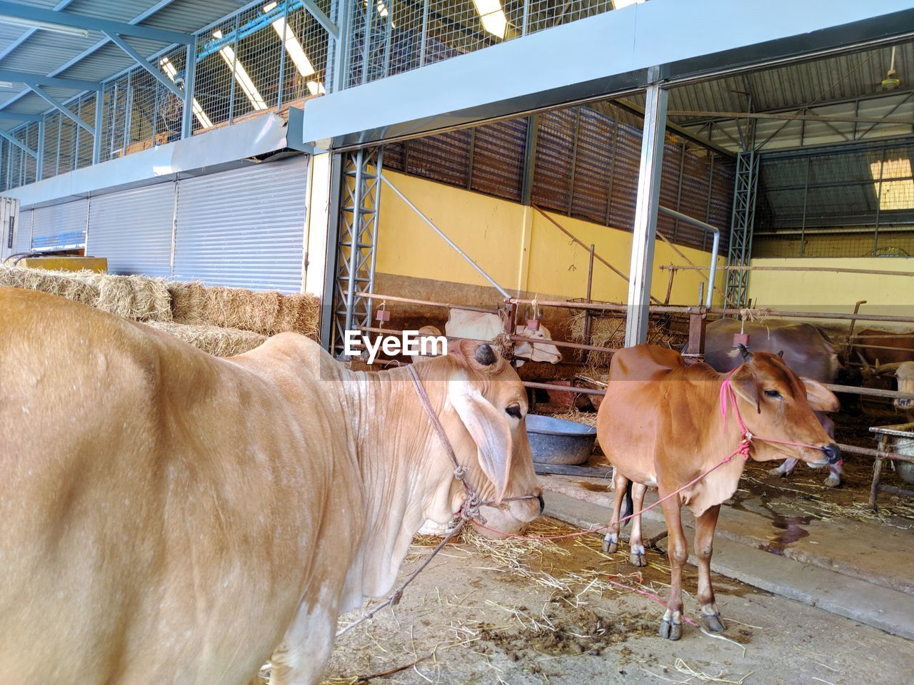 COWS STANDING IN A HORSE