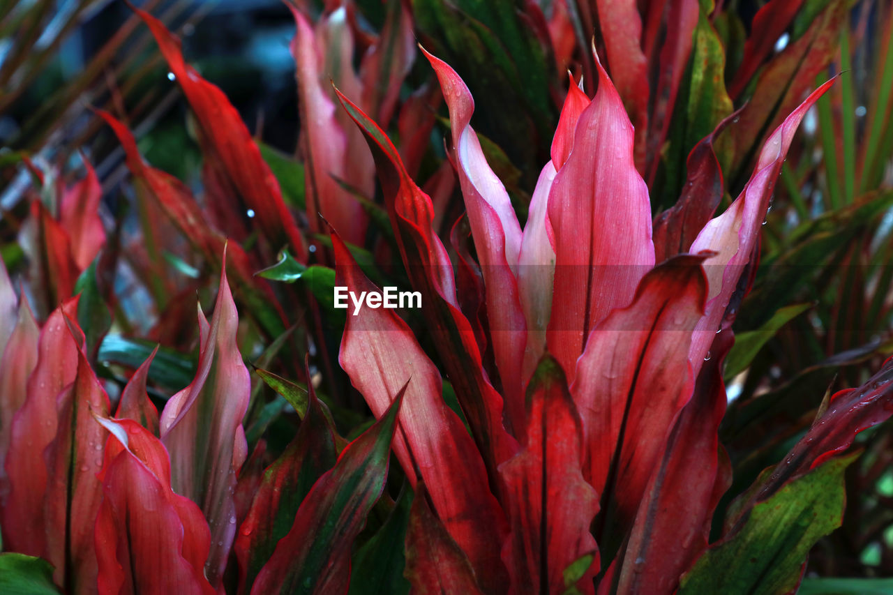 Close-up of red flowering plant