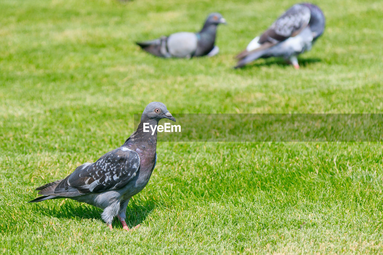 Pigeons on a field
