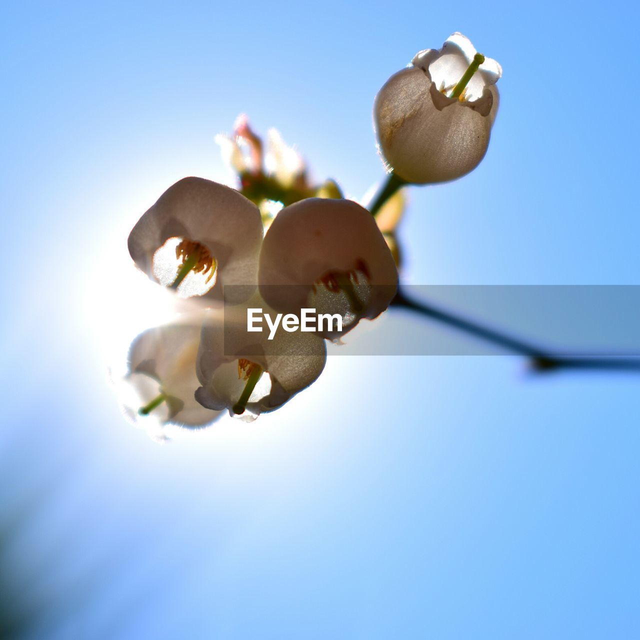 CLOSE-UP OF FRESH BLUE SKY AGAINST CLEAR BACKGROUND AGAINST THE SUN