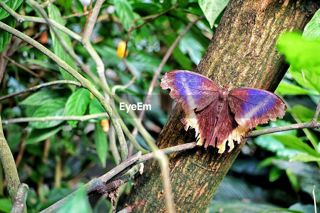 CLOSE-UP OF BUTTERFLY ON LEAF