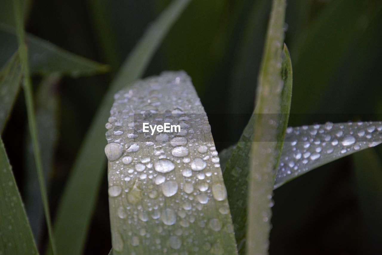 CLOSE-UP OF WATER DROPS ON PLANT