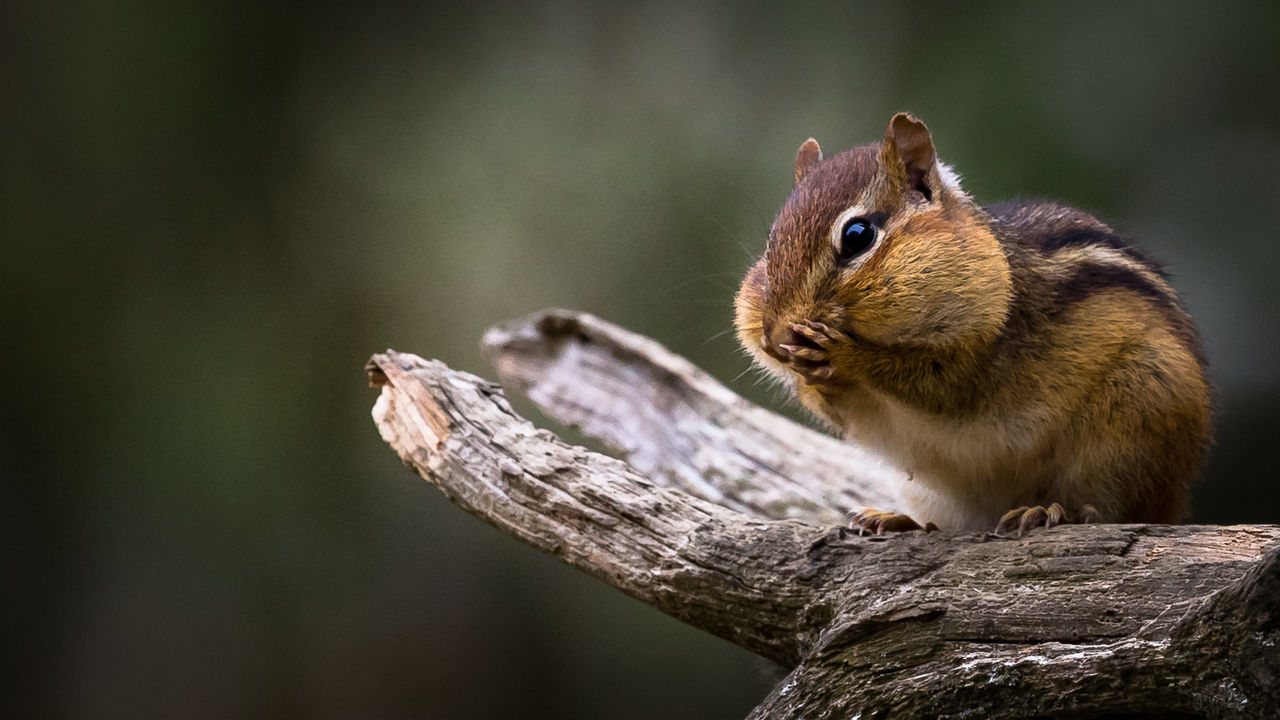 Close-up of squirrel