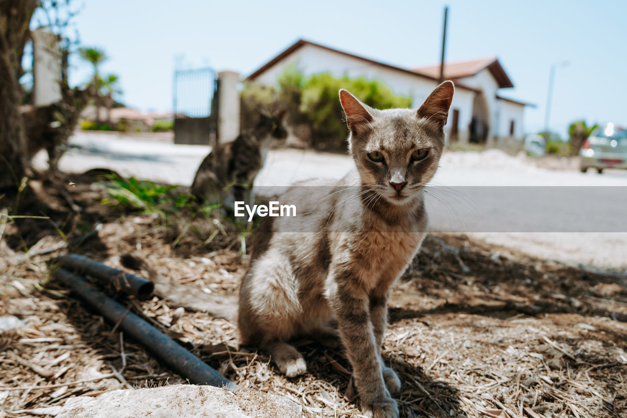 Portrait of a cat on field