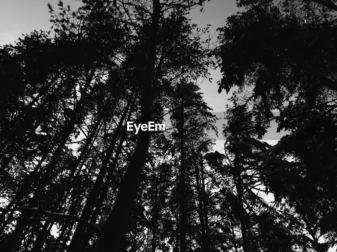 LOW ANGLE VIEW OF TREES AGAINST SKY