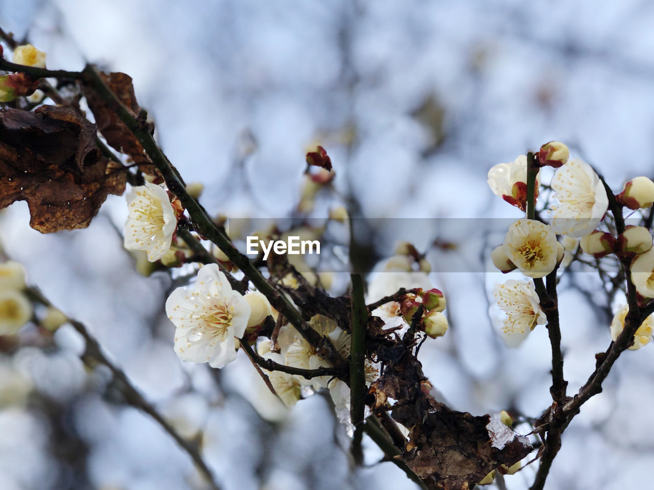 Low angle view of cherry blossoms on tree