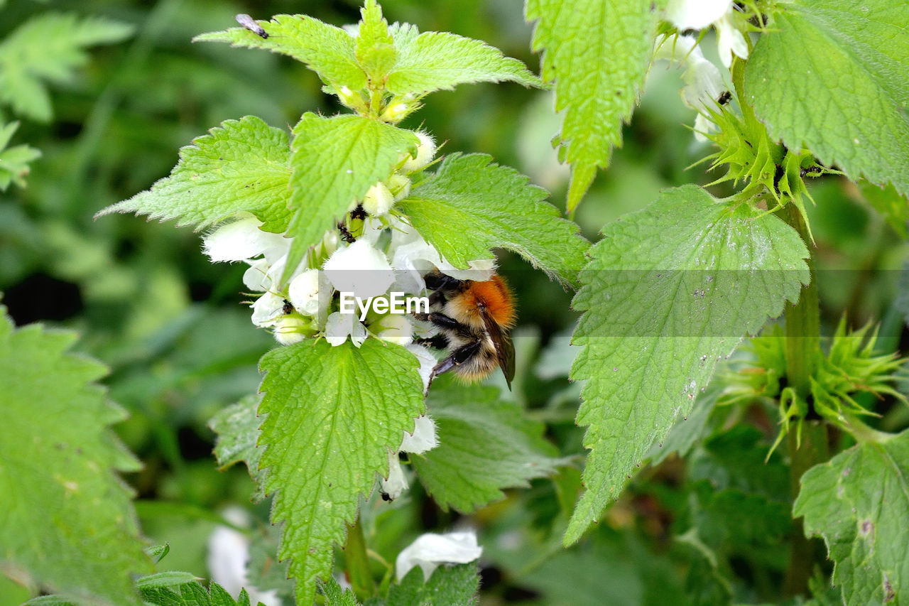 Close-up of bee pollinating on flower