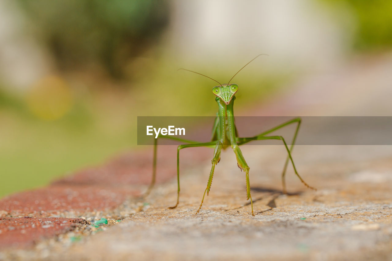 Close-up of praying mantis on wall