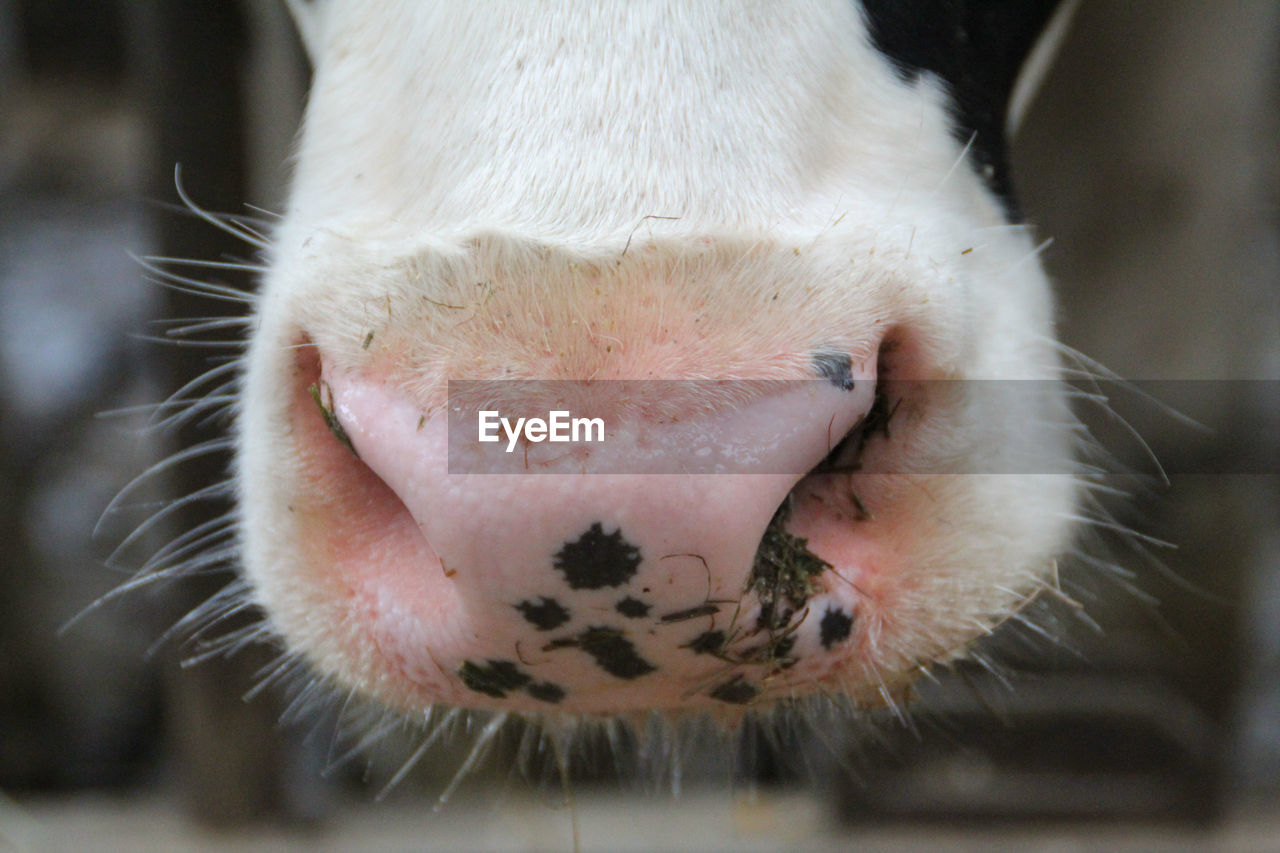 Close-up of cow snout