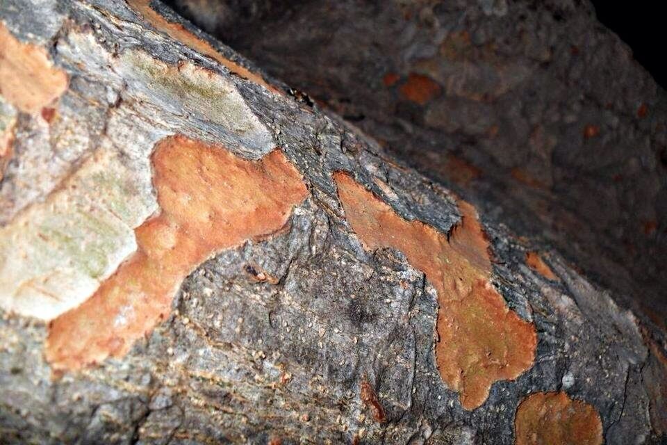 CLOSE-UP OF TREE TRUNK