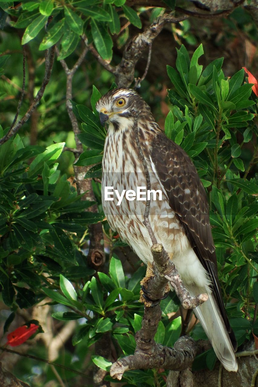 BIRD PERCHING ON TREE