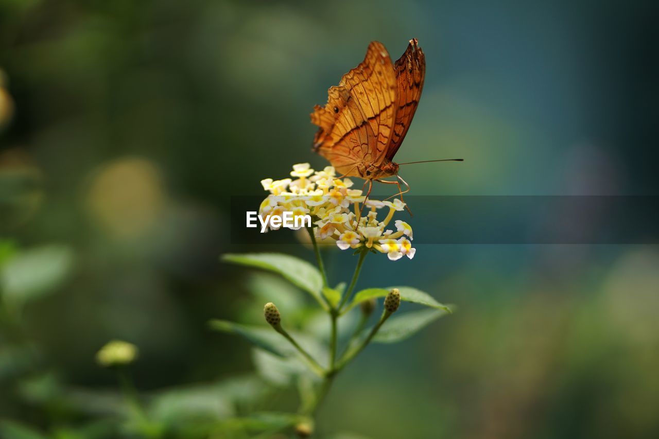 BUTTERFLY POLLINATING ON FLOWER