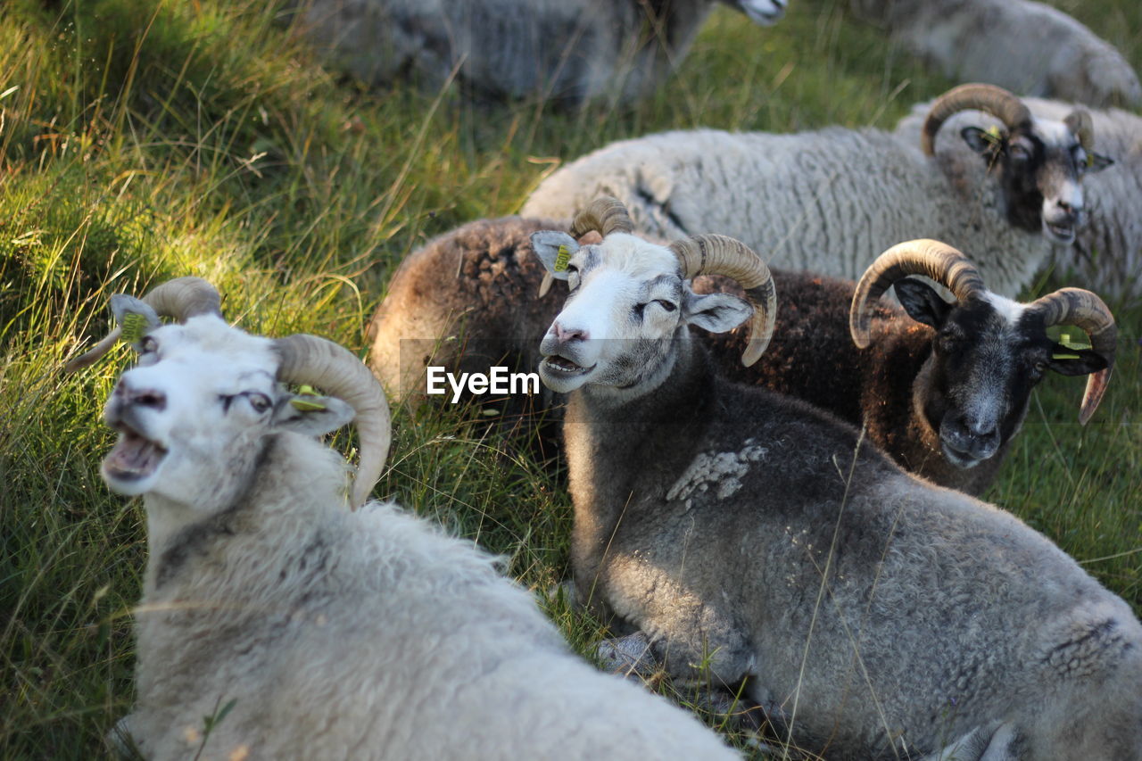 Tilt shot of sheep on grassy field