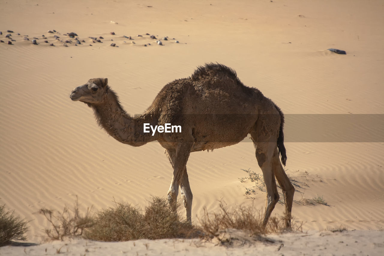 A one hump dromedary camel in the sinai desert, egypt