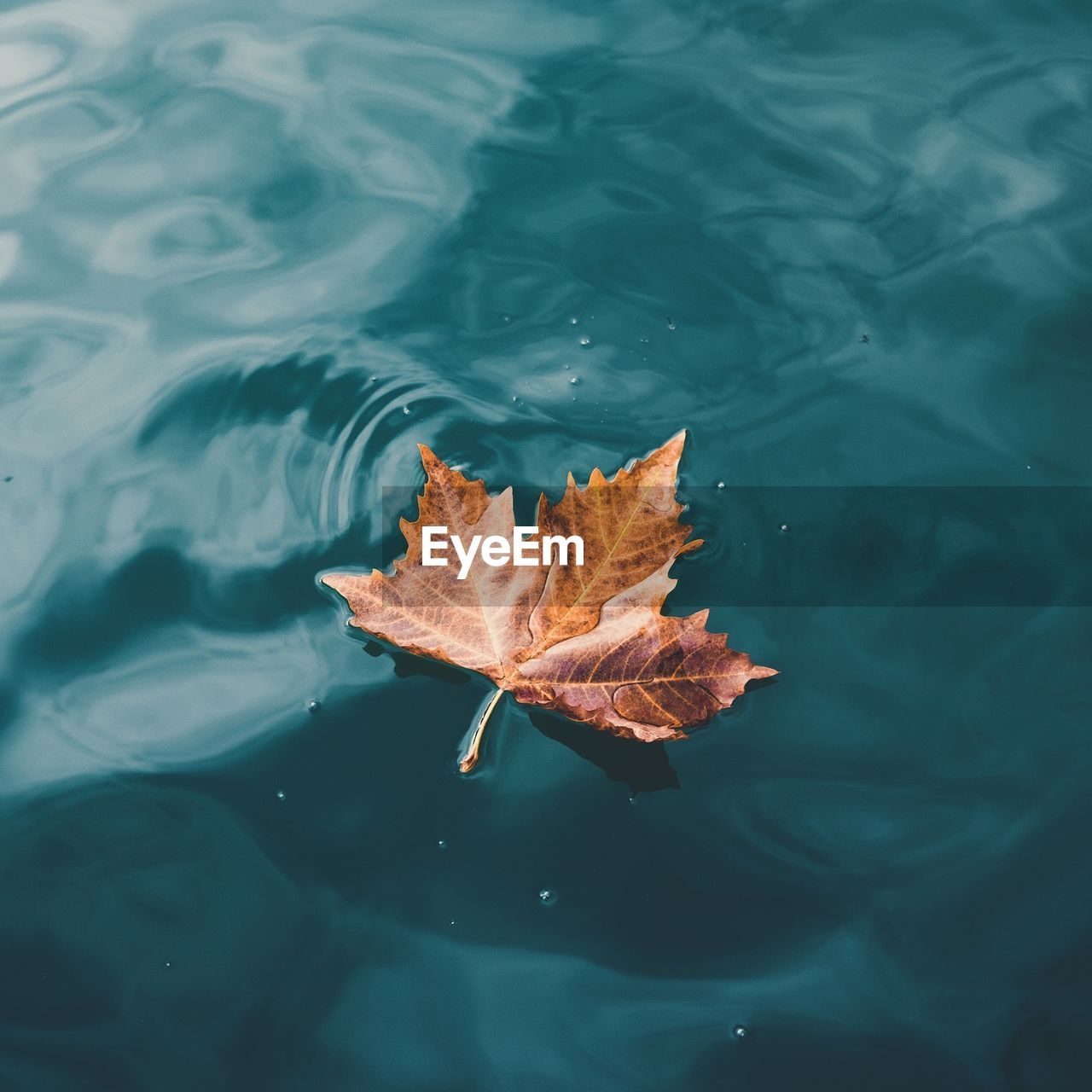 HIGH ANGLE VIEW OF AUTUMN LEAF FLOATING ON LAKE