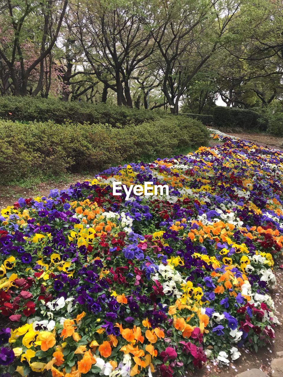 MULTI COLORED FLOWERING PLANTS IN PARK