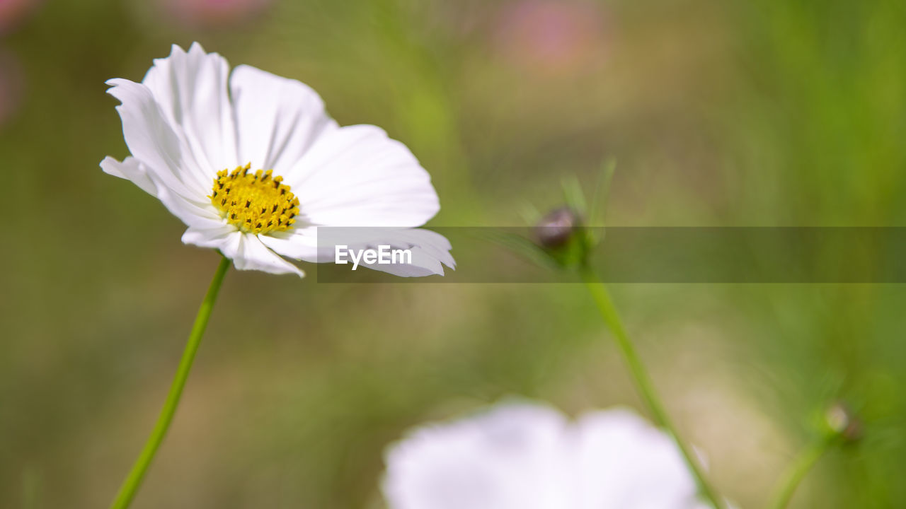 CLOSE-UP OF WHITE FLOWERING PLANT