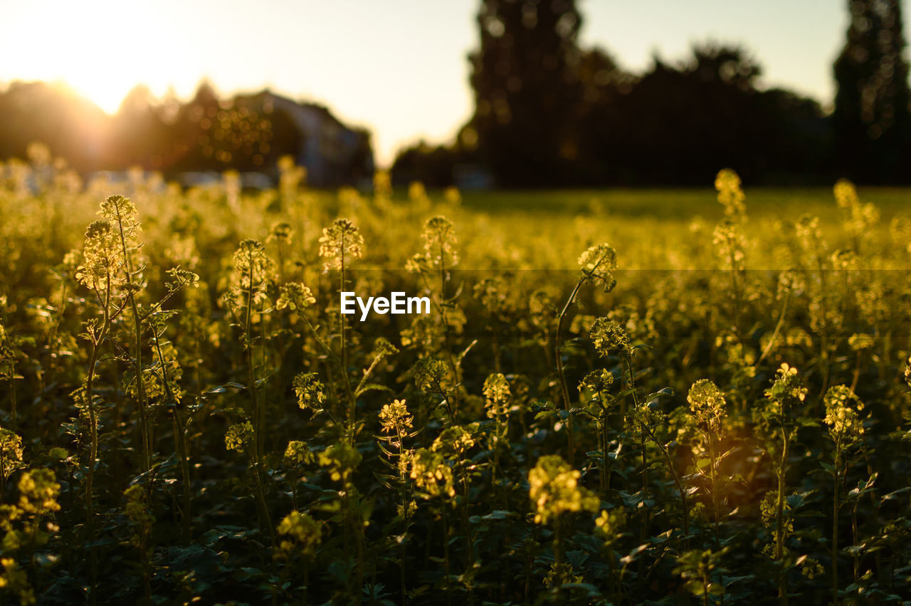 Close-up of flowers blooming in field