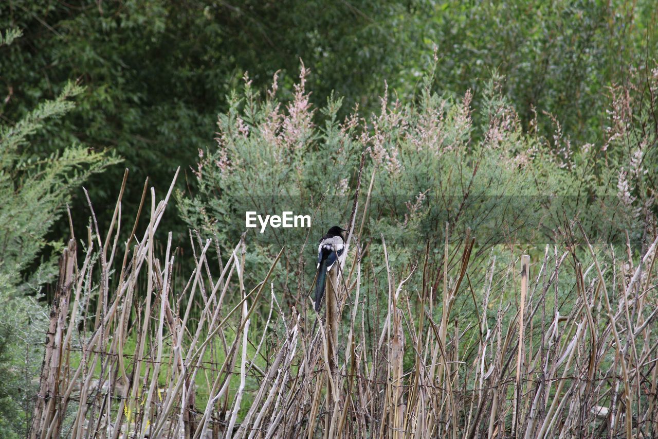 REAR VIEW OF PERSON ON PLANTS IN FOREST