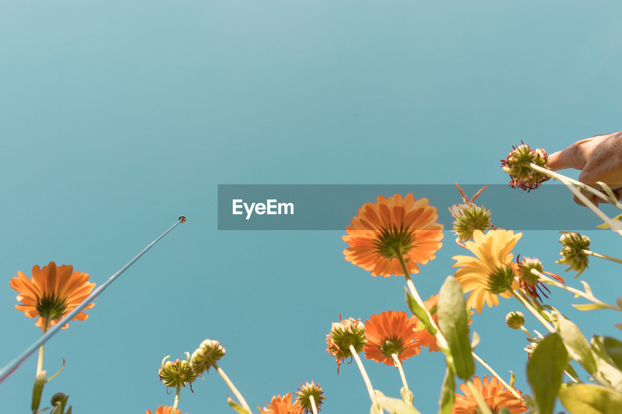 CLOSE-UP OF HONEY BEE ON PLANT AGAINST CLEAR SKY