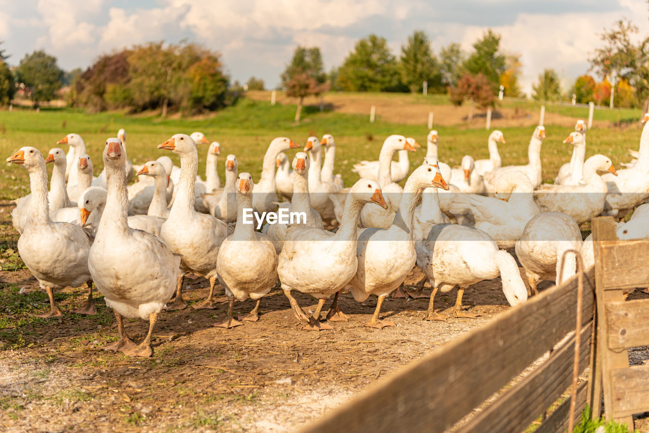 FLOCK OF SHEEP IN A FIELD