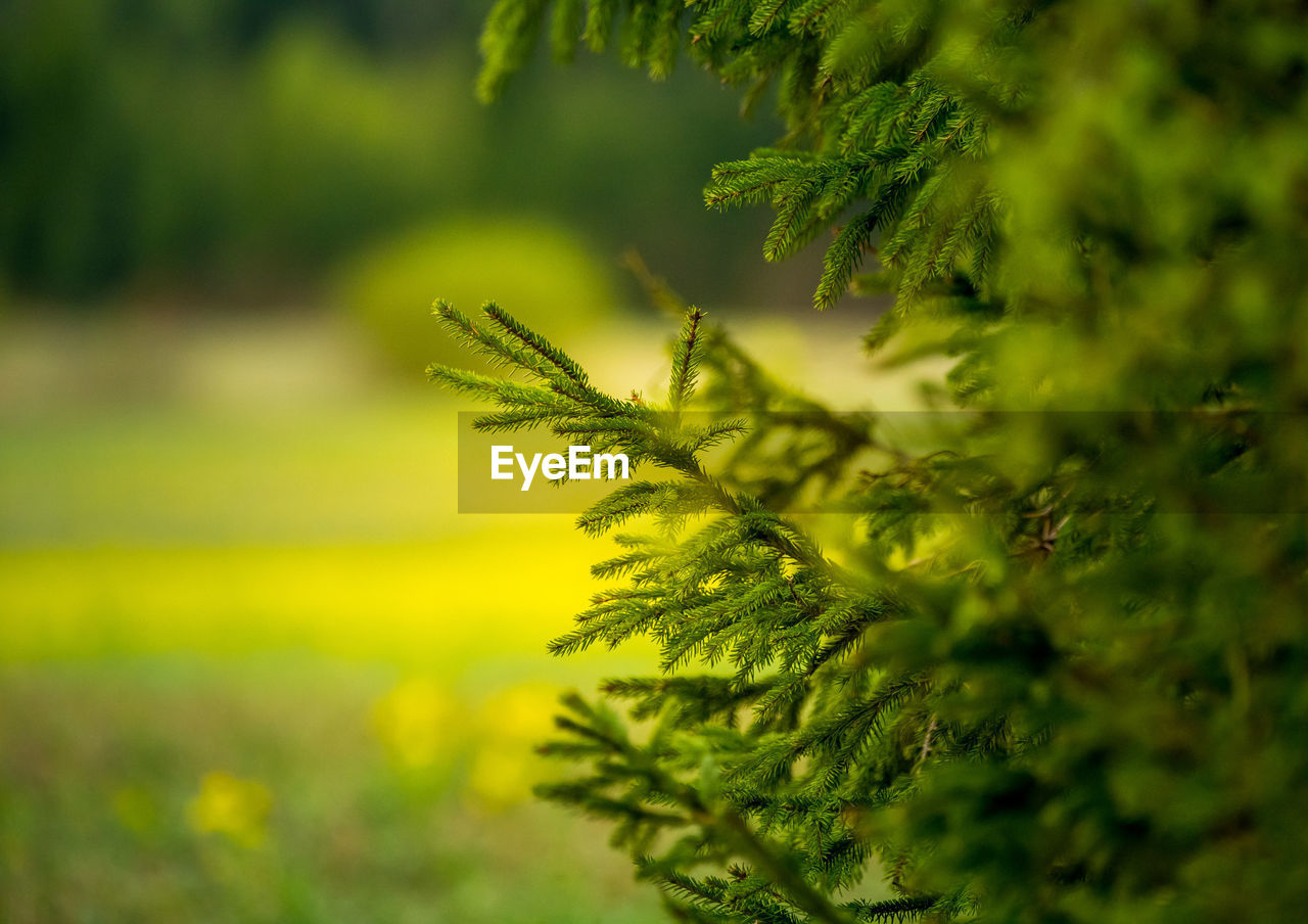 A beautiful conifer tree in the spring. spikes and branches of spruce tree. 